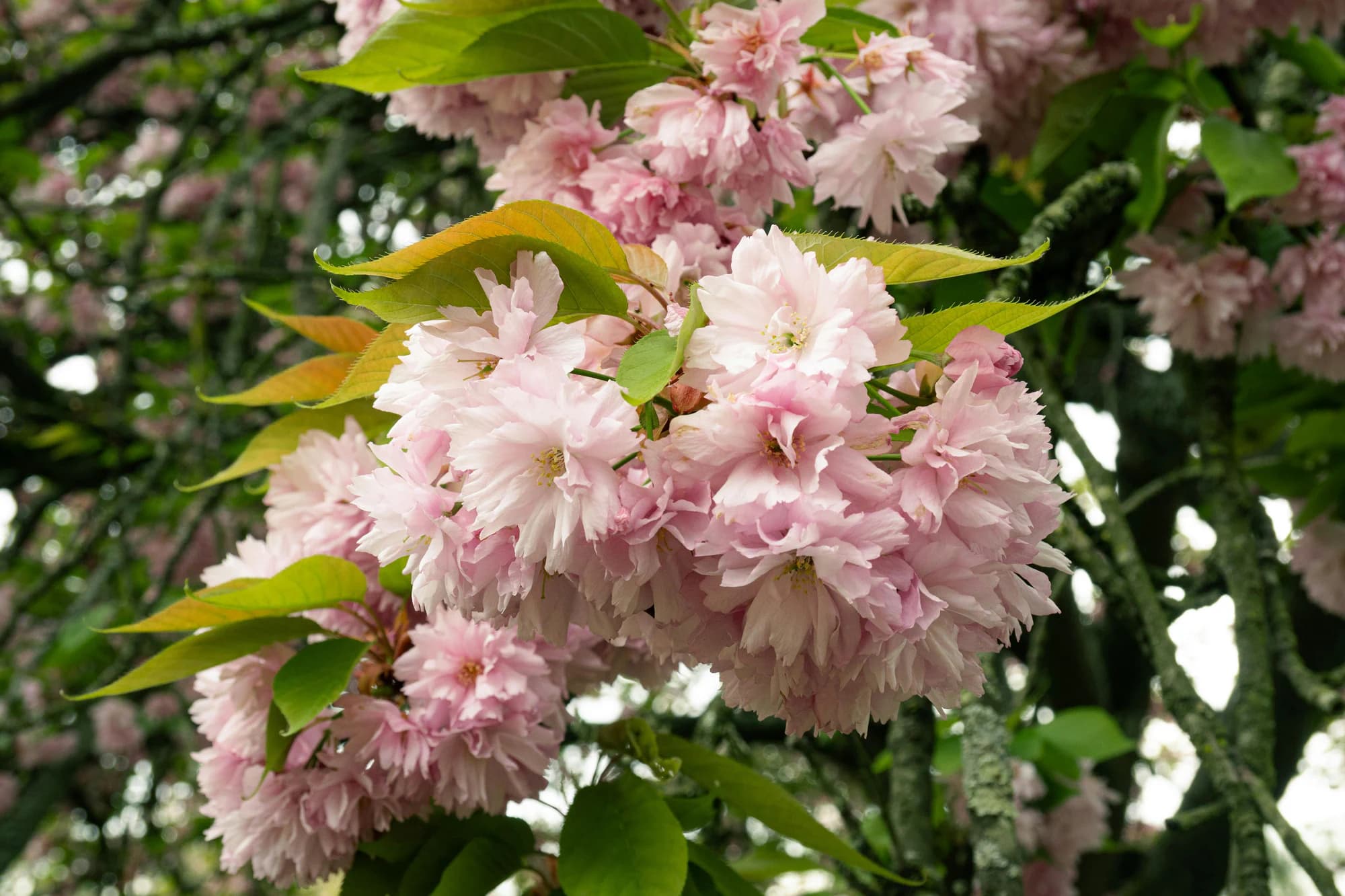 Vue de Fort-de-France